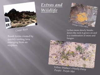Extras and WildlifeOrange Lichen MossCinder RockLichen moss slowly breaks down the rock it grows on and is a combination of moss and fungus.Basalt forms created by quickly cooling lava emerging from an eruption.Yellow: Wallace’s Woolly Daisy  Purple:  Purple Mat