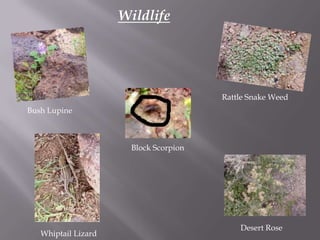 WildlifeRattle Snake WeedBush LupineBlock ScorpionDesert RoseWhiptail Lizard