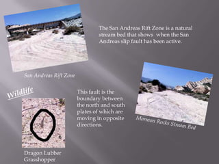The San Andreas Rift Zone is a natural stream bed that shows  when the San Andreas slip fault has been active.San Andreas Rift ZoneWildlifeThis fault is the boundary between the north and south plates of which are moving in opposite directions.Mormon Rocks Stream BedDragon Lubber Grasshopper