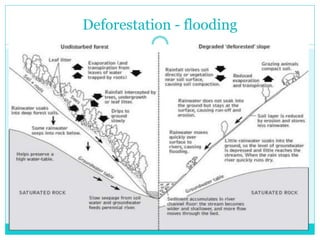 Deforestation - flooding
 