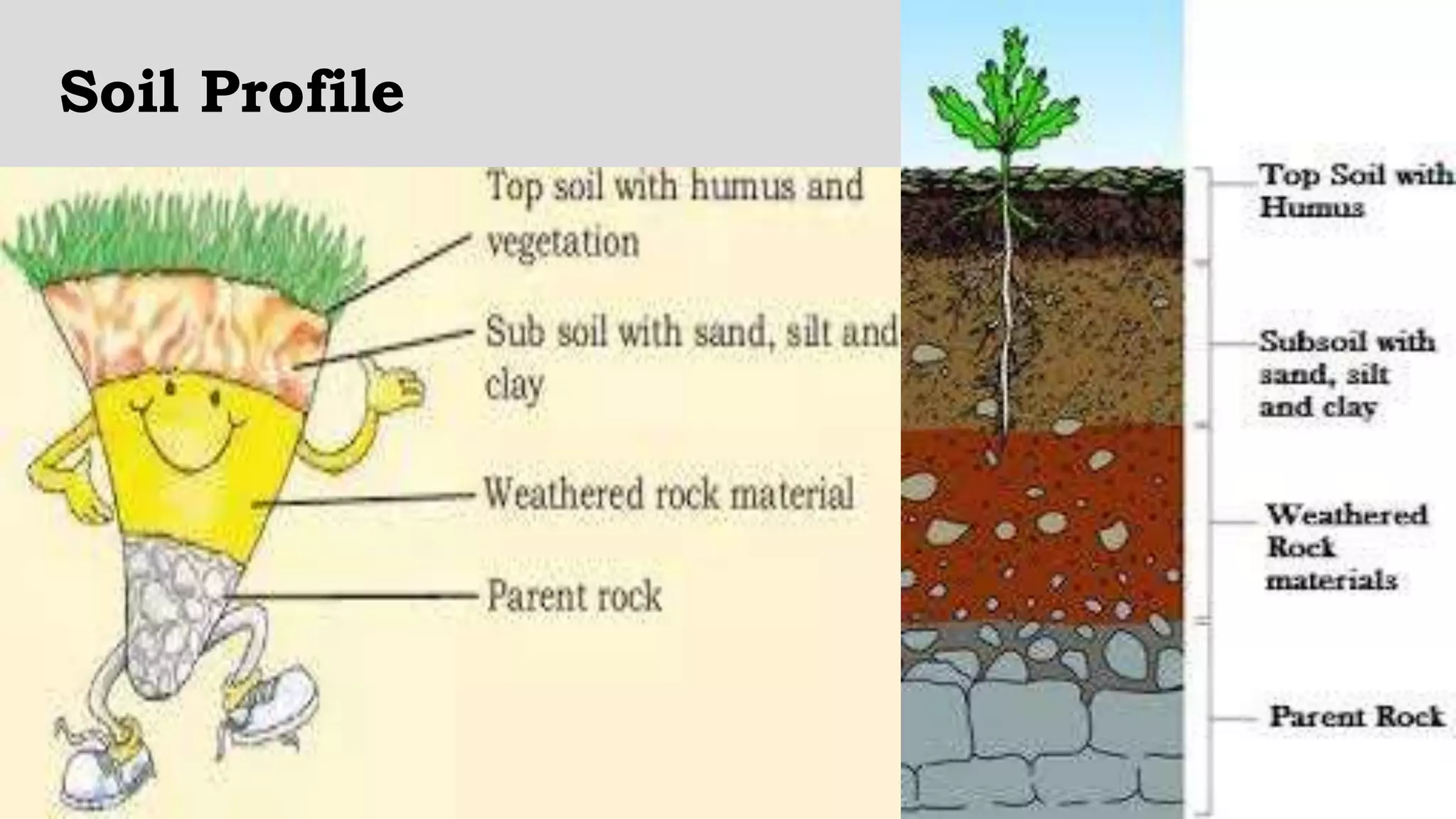 Soil Profile
 