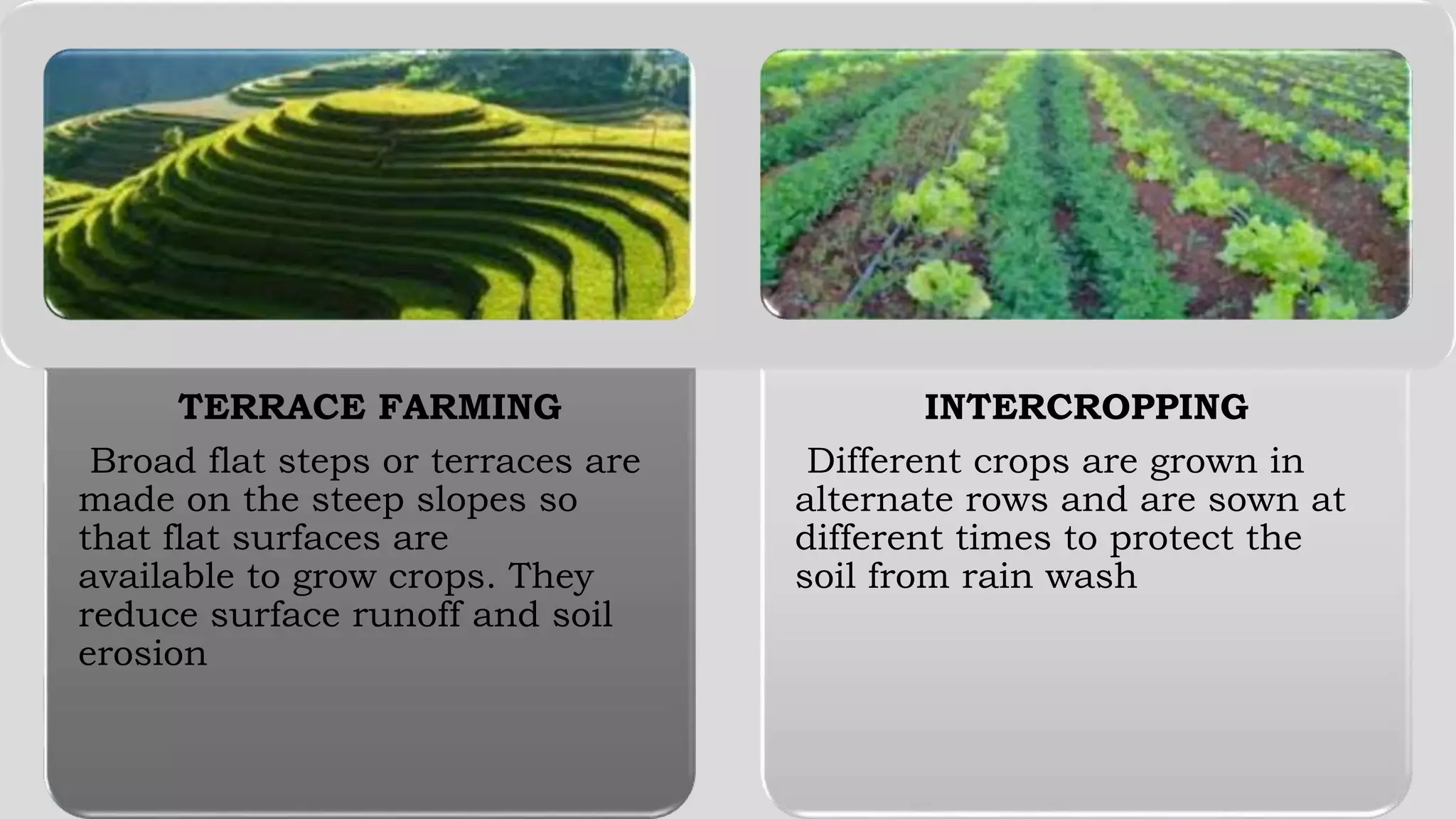 TERRACE FARMING
Broad flat steps or terraces are
made on the steep slopes so
that flat surfaces are
available to grow crops. They
reduce surface runoff and soil
erosion
INTERCROPPING
Different crops are grown in
alternate rows and are sown at
different times to protect the
soil from rain wash
 