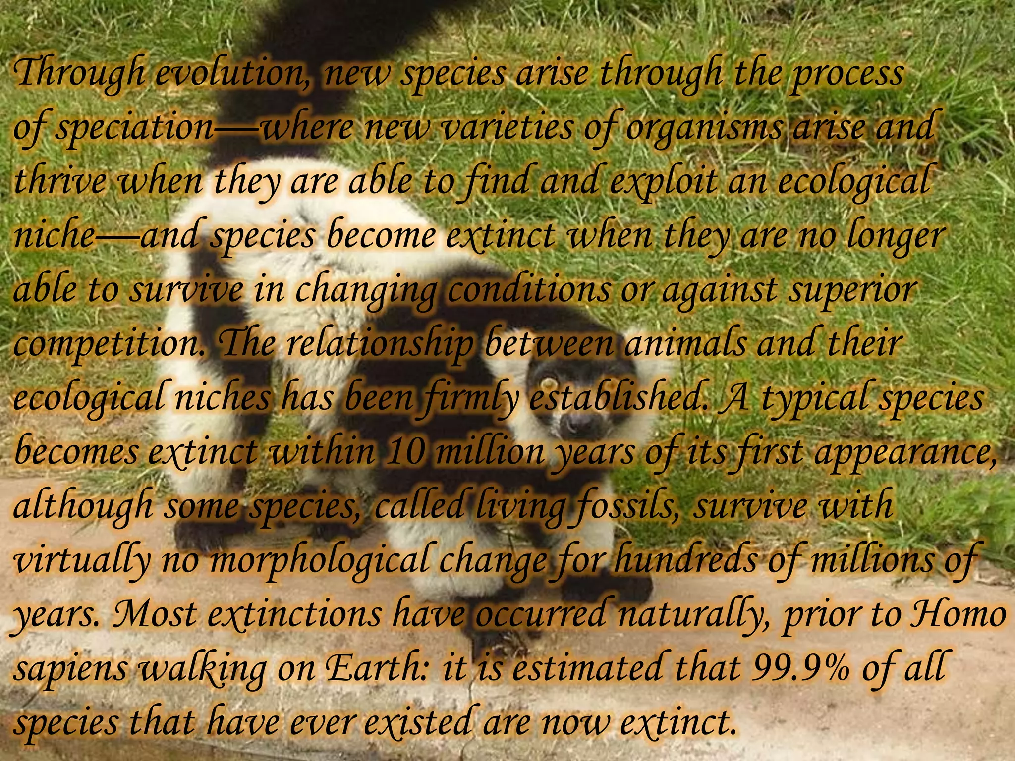 Through evolution, new species arise through the process
of speciation—where new varieties of organisms arise and
thrive when they are able to find and exploit an ecological
niche—and species become extinct when they are no longer
able to survive in changing conditions or against superior
competition. The relationship between animals and their
ecological niches has been firmly established. A typical species
becomes extinct within 10 million years of its first appearance,
although some species, called living fossils, survive with
virtually no morphological change for hundreds of millions of
years. Most extinctions have occurred naturally, prior to Homo
sapiens walking on Earth: it is estimated that 99.9% of all
species that have ever existed are now extinct.

 