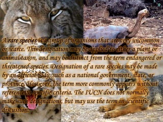 A rare species is a group of organisms that are very uncommon
or scarce. This designation may be applied to either a plant or
animal taxon, and may be distinct from the term endangered or
threatened species. Designation of a rare species may be made
by an official body, such as a national government, state, or
province. However, the term more commonly appears without
reference to specific criteria. The IUCN does not normally
make such designations, but may use the term in scientific
discussion.

 