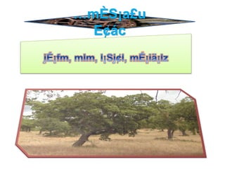 …mÈS¡a£u
E¢ác
 