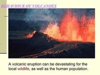BEHAVIOUR   OF VOLCANOES                                                                             A volcanic eruption can be devastating for the local  wildlife , as well as the human population. 