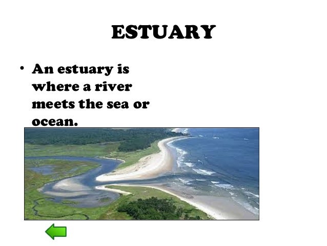 Image result for what is estuary