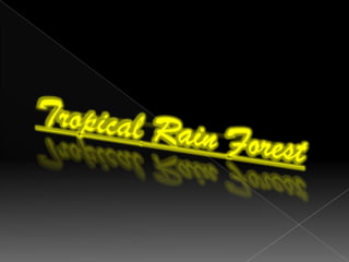 Tropical Rain Forest