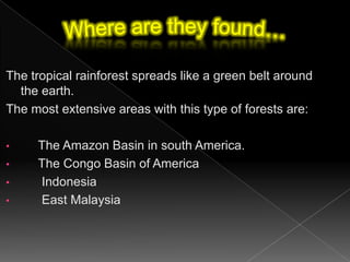 Where are they found…The tropical rainforest spreads like a green belt around the earth.The most extensive areas with this type of forests are:     The Amazon Basin in south America.