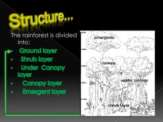       East Malaysia Difference in plant species…There is  great variety of plant species in tropical rainforests. One hectare of land in a tropical rain forest may contain as many as 400 species of trees.The trees in tropical rainforests are largely broadleaved evergreens. Many of the trees are hardwoods.Lianas and epiphytes (air plants) such as Bird’s nest Fern are also common in tropical rainforests.