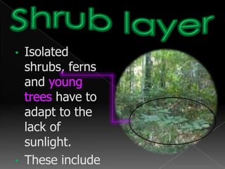 Structure…The rainforest is divided into: Ground layer