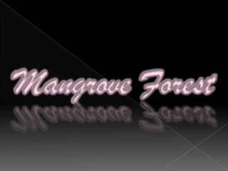    Emergent layer       Ground layerMoist and dark with little undergrowth, consisting of small fungi, mosses and ferns.