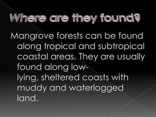The leaf litter is considerably thin as the rate of decomposition is fast because of the high temperature and rainfall. Shrub layerIsolated shrubs, ferns and young trees have to adapt to the lack of sunlight.