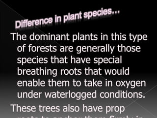 These include wild ginger, pandan and tapiocaUnder canopy layerShorter trees with discontinuous canopy.