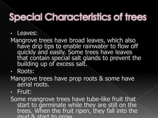 Shade-tolerant trees like palms and tree ferns are common