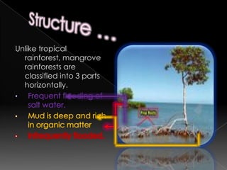 Leaves are much larger at this layer compared to other layersCanopy layerTrees grow so close together that their crowns interlock to form a continuous canopy