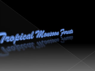 Height of canopy layers is between25m and 35m