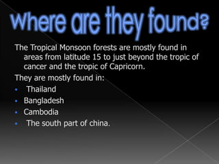 Common woody vines called lianas twine around the tree trunk