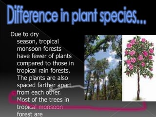 Epiphytes grow on branches of trees