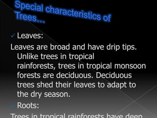 Parasitic plants such as mosses and lichens are also found on this layerEmergent layerThe tallest trees are found in this layer.