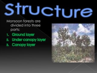 Trees can grow to more than 40m to capture direct sunlight