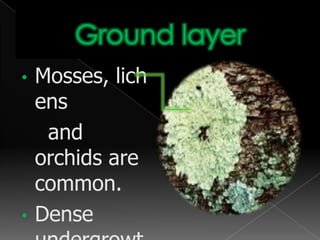 They also have thick and straight trunks.Mangrove Forest