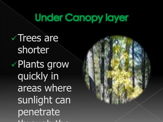 Where are they found?Mangrove forests can be found along tropical and subtropical coastal areas. They are usually found along low-lying, sheltered coasts with muddy and waterlogged land.