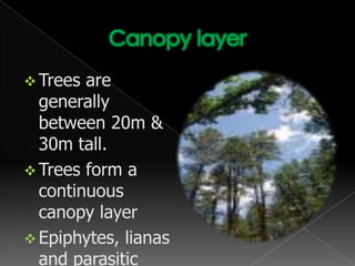 Difference in plant species…The dominant plants in this type of forests are generally those species that have special breathing roots that would enable them to take in oxygen under waterlogged conditions.These trees also have prop roots to anchor them firmly in the soft, muddy ground.