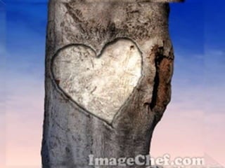 Special Characteristics of treesLeaves:Mangrove trees have broad leaves, which also have drip tips to enable rainwater to flow off quickly and easily. Some trees have leaves that contain special salt glands to prevent the building up of excess salt.Roots:Mangrove trees have prop roots & some have aerial roots.Fruit:Some mangrove trees have tube-like fruit that start to germinate while they are still on the trees. When the fruit ripen, they fall into the mud & start to grow. 