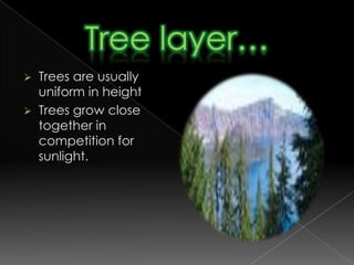 Special characteristics of Trees…Leaves:Leaves are broad and have drip tips. Unlike trees in tropical rainforests, trees in tropical monsoon forests are deciduous. Deciduous trees shed their leaves to adapt to the dry season.Roots:Trees in tropical rainforests have deep roots.