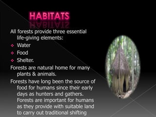 Trees form a continuous canopy layer