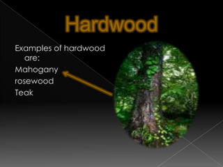 How many types of temperate forests are their?There are two types of temperate forests:1.Temperate coniferous forests 2. Temperate deciduous forests 
