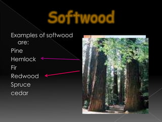 Temperate coniferous forests
