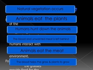 Natural vegetation occursIs Natural Vegetation part of something?Animals eat  the plantsThe blood helps the grass & plants to growNatural Vegetation is part of the ecosystem, which is a living, biological community where the plants, animals and humans interact with one another and with their physical environment.For example:                   the grasses provide food for the animals, which are hunted by the humans living there.Humans hunt down the animalsAnimals eat the meatThe blood and unwanted meat is left behind