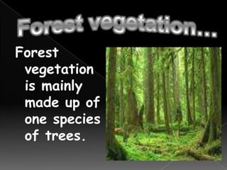 Forest vegetation…Forest vegetation is mainly made up of one species of trees.