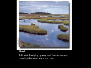 Marsh
Soft, wet, low-lying, grassy land that serves as a
transition between water and land.
 