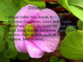 15 essential medicinal plants and its use in health remedies | PPTX