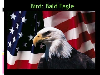Bird: Bald Eagle
 