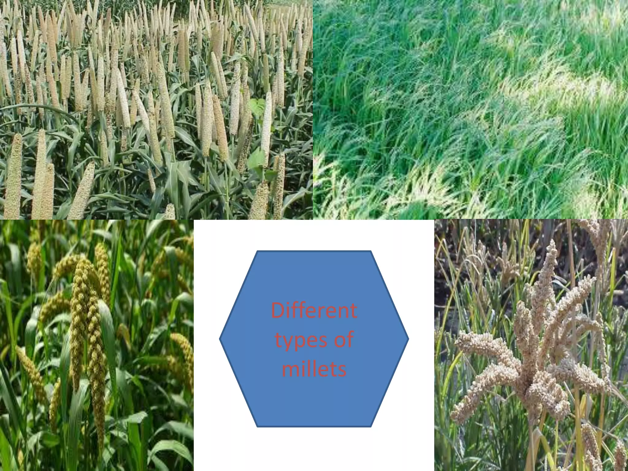 Different
types of
millets
 