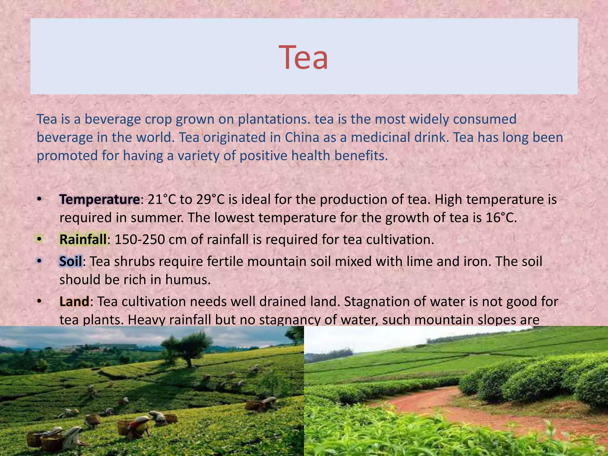 Tea
Tea is a beverage crop grown on plantations. tea is the most widely consumed
beverage in the world. Tea originated in China as a medicinal drink. Tea has long been
promoted for having a variety of positive health benefits.
• Temperature: 21°C to 29°C is ideal for the production of tea. High temperature is
required in summer. The lowest temperature for the growth of tea is 16°C.
• Rainfall: 150-250 cm of rainfall is required for tea cultivation.
• Soil: Tea shrubs require fertile mountain soil mixed with lime and iron. The soil
should be rich in humus.
• Land: Tea cultivation needs well drained land. Stagnation of water is not good for
tea plants. Heavy rainfall but no stagnancy of water, such mountain slopes are
good for tea cultivation.
 