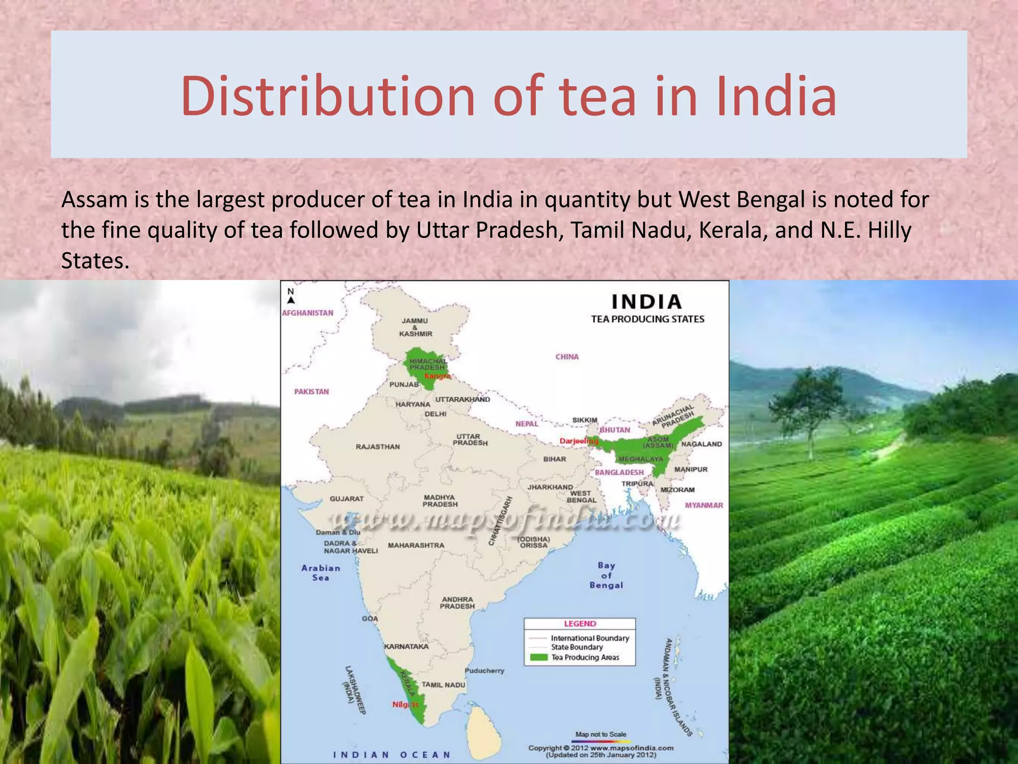 Distribution of tea in India
Assam is the largest producer of tea in India in quantity but West Bengal is noted for
the fine quality of tea followed by Uttar Pradesh, Tamil Nadu, Kerala, and N.E. Hilly
States.
 