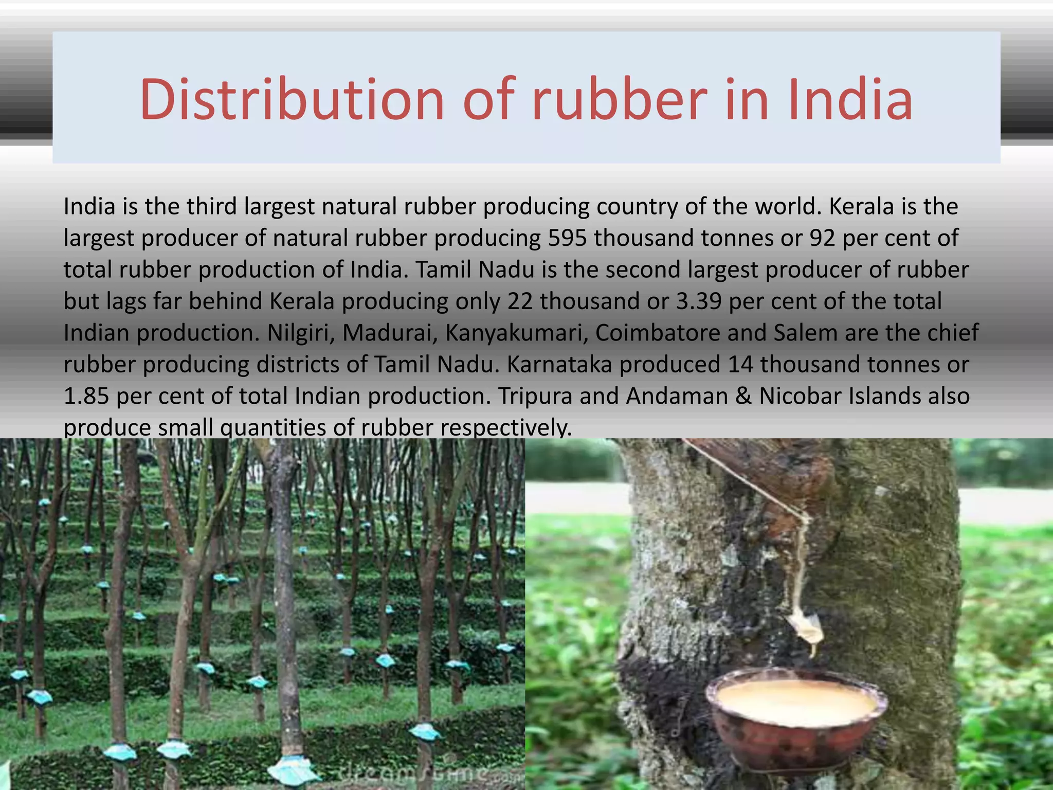 Distribution of rubber in India
India is the third largest natural rubber producing country of the world. Kerala is the
largest producer of natural rubber producing 595 thousand tonnes or 92 per cent of
total rubber production of India. Tamil Nadu is the second largest producer of rubber
but lags far behind Kerala producing only 22 thousand or 3.39 per cent of the total
Indian production. Nilgiri, Madurai, Kanyakumari, Coimbatore and Salem are the chief
rubber producing districts of Tamil Nadu. Karnataka produced 14 thousand tonnes or
1.85 per cent of total Indian production. Tripura and Andaman & Nicobar Islands also
produce small quantities of rubber respectively.
 