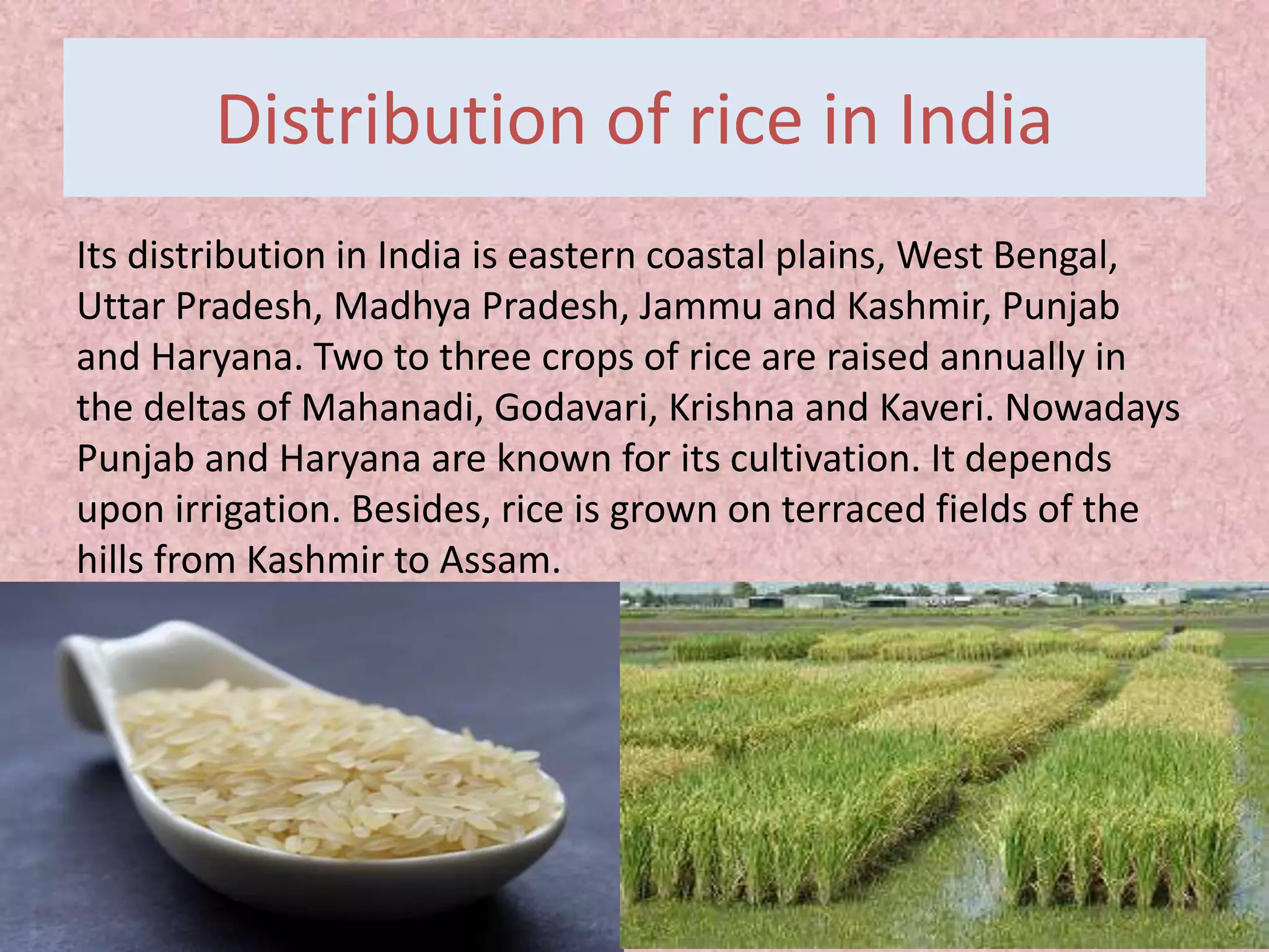 Distribution of rice in India
Its distribution in India is eastern coastal plains, West Bengal,
Uttar Pradesh, Madhya Pradesh, Jammu and Kashmir, Punjab
and Haryana. Two to three crops of rice are raised annually in
the deltas of Mahanadi, Godavari, Krishna and Kaveri. Nowadays
Punjab and Haryana are known for its cultivation. It depends
upon irrigation. Besides, rice is grown on terraced fields of the
hills from Kashmir to Assam.
 