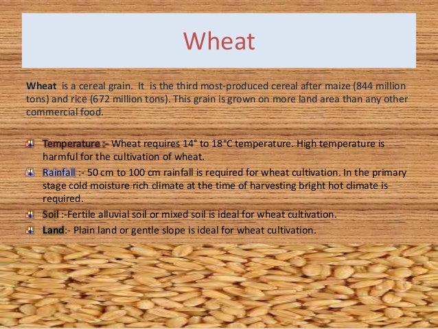 wheat for requirements n CONDITIONS AND CULTIVATION CLIMATIC wheat for requirements n CONDITIONS AND CULTIVATION CLIMATIC