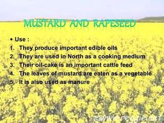  Use :
1. They produce important edible oils
2. They are used in North as a cooking medium
3. Their oil-cake is an important cattle feed
4. The leaves of mustard are eaten as a vegetable
5. It is also used as manure
 