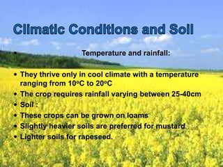  Temperature and rainfall:
 They thrive only in cool climate with a temperature
ranging from 10oC to 20oC
 The crop requires rainfall varying between 25-40cm
 Soil :
 These crops can be grown on loams
 Slightly heavier soils are preferred for mustard
 Lighter soils for rapeseed.
 