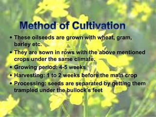  These oilseeds are grown with wheat, gram,
barley etc.
 They are sown in rows with the above mentioned
crops under the same climate.
 Growing period: 4-5 weeks
 Harvesting: 1 to 2 weeks before the main crop
 Processing: seeds are separated by getting them
trampled under the bullock’s feet
 