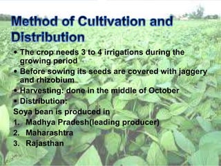  The crop needs 3 to 4 irrigations during the
growing period
 Before sowing its seeds are covered with jaggery
and rhizobium
 Harvesting: done in the middle of October
 Distribution:
Soya bean is produced in
1. Madhya Pradesh(leading producer)
2. Maharashtra
3. Rajasthan
 