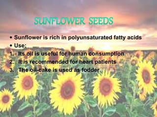  Sunflower is rich in polyunsaturated fatty acids
 Use:
1. Its oil is useful for human consumption
2. It is recommended for heart patients
3. The oil-cake is used as fodder.
 