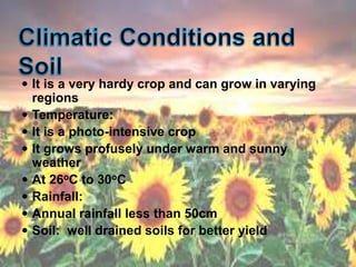  It is a very hardy crop and can grow in varying
regions
 Temperature:
 It is a photo-intensive crop
 It grows profusely under warm and sunny
weather
 At 26oC to 30oC
 Rainfall:
 Annual rainfall less than 50cm
 Soil: well drained soils for better yield
 
